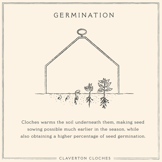 Seed Germination under Cloches