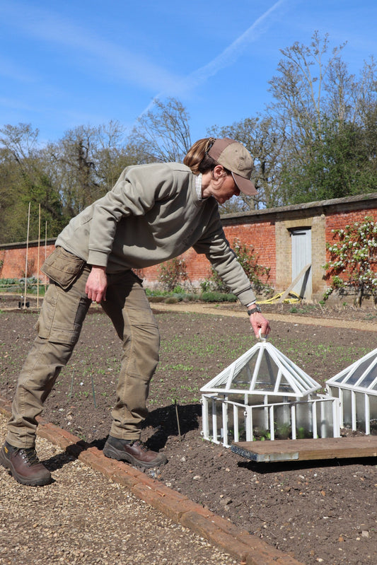 Spring Cloche Gardening in the Walled Garden at Holkham Hall