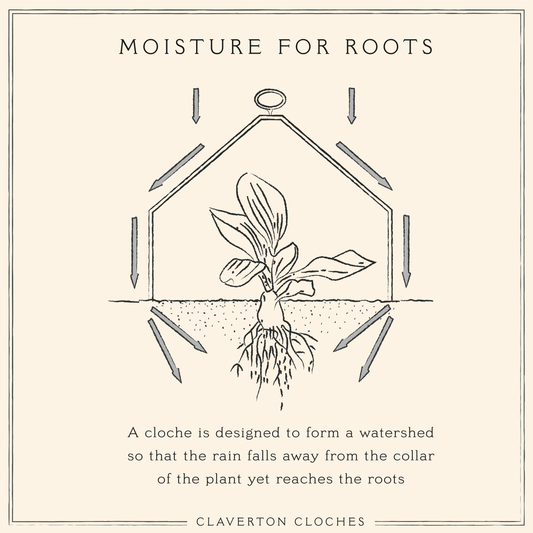 Watering Plants under Cloches