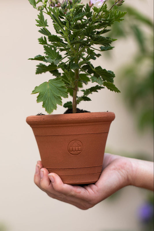 Terracotta Cloche Pots