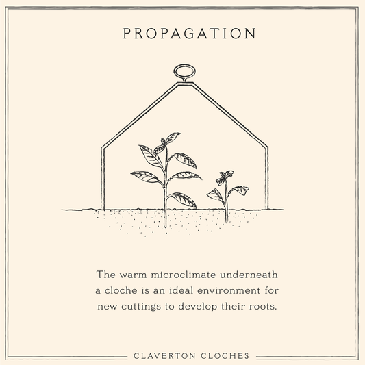 Propagating Plants under Cloches