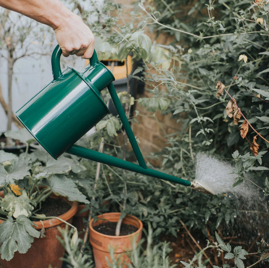 🎁 The HAWS Warley Fall Watering Can (100% off)