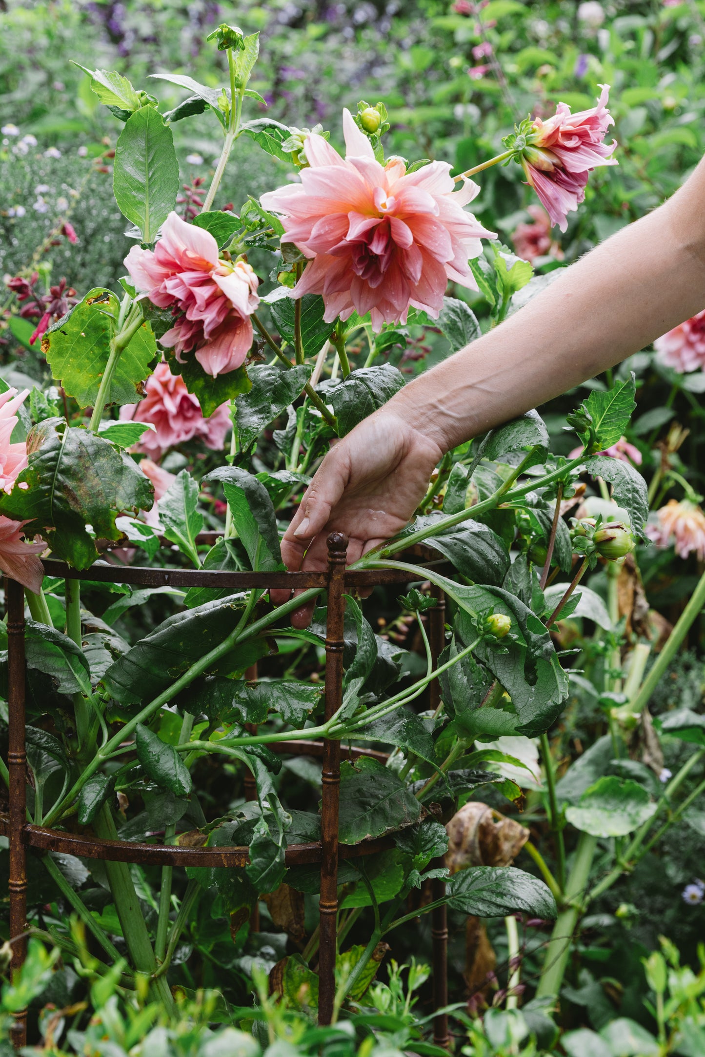The Pavilion Plant Support